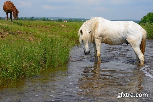 Stock Photos - Horse, 25xJPG