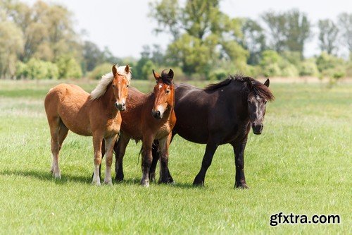 Stock Photos - Horse, 25xJPG