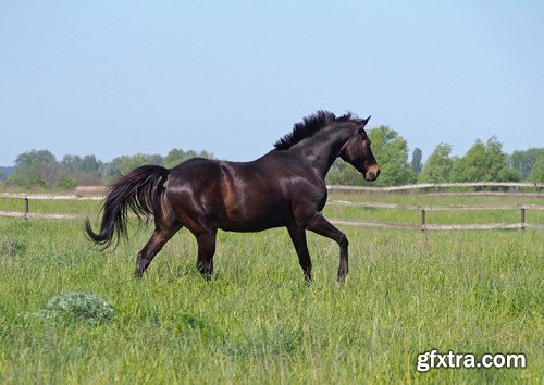 Stock Photos - Horse, 25xJPG