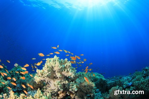 Amazing SS - Ocean underwater coral reef, 25xJPG