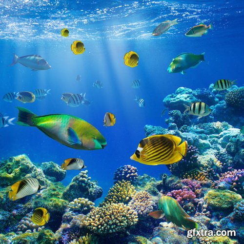 Amazing SS - Ocean underwater coral reef, 25xJPG