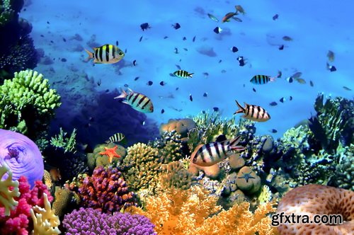 Amazing SS - Ocean underwater coral reef, 25xJPG