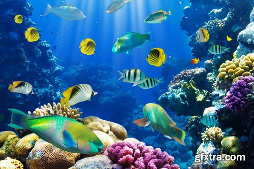 Amazing SS - Ocean underwater coral reef, 25xJPG