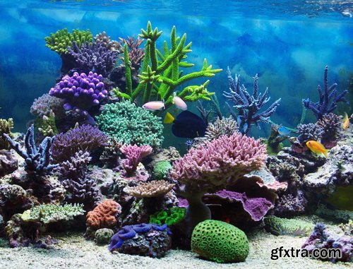 Amazing SS - Ocean underwater coral reef, 25xJPG