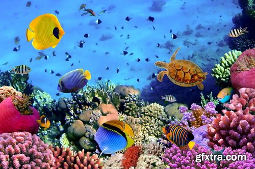 Amazing SS - Ocean underwater coral reef, 25xJPG