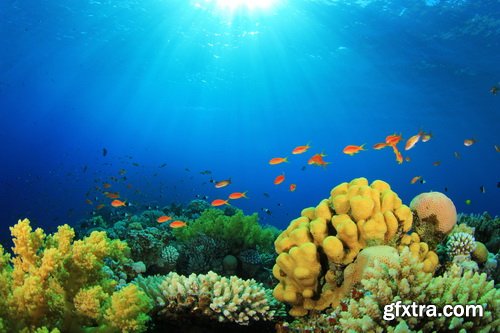 Amazing SS - Ocean underwater coral reef, 25xJPG