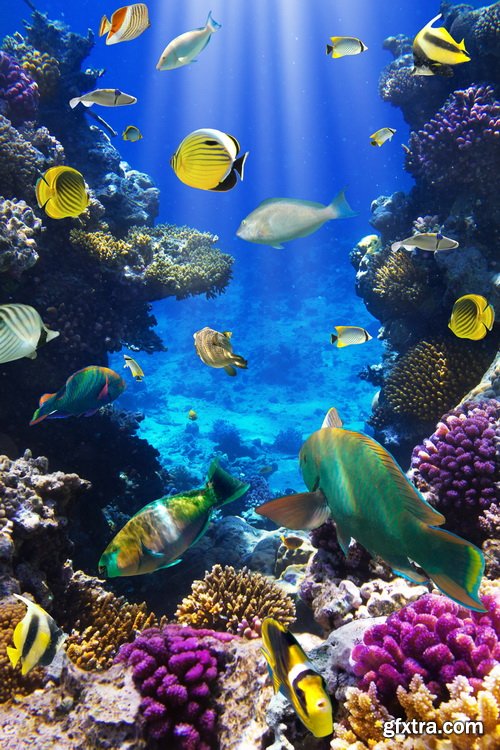 Amazing SS - Ocean underwater coral reef, 25xJPG