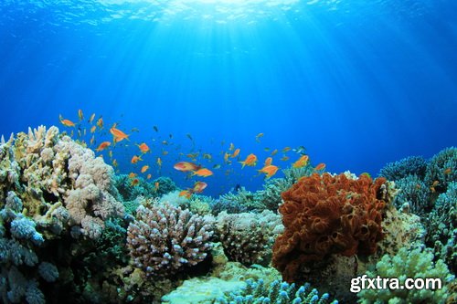 Amazing SS - Ocean underwater coral reef, 25xJPG