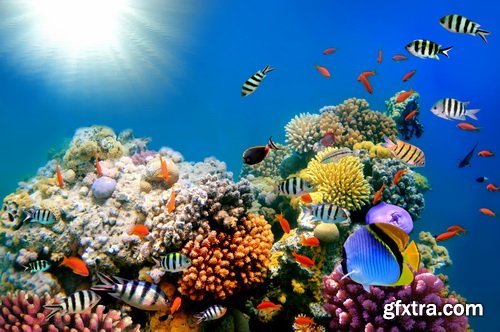 Amazing SS - Ocean underwater coral reef, 25xJPG