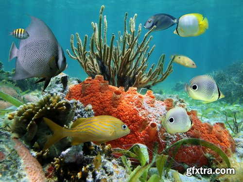 Amazing SS - Ocean underwater coral reef, 25xJPG