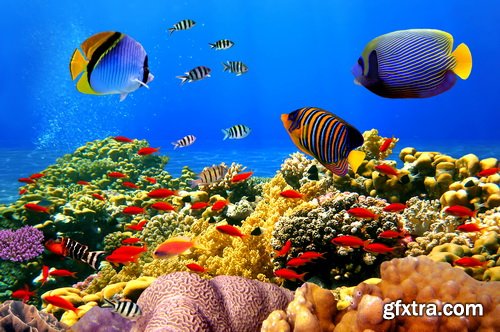 Amazing SS - Ocean underwater coral reef, 25xJPG