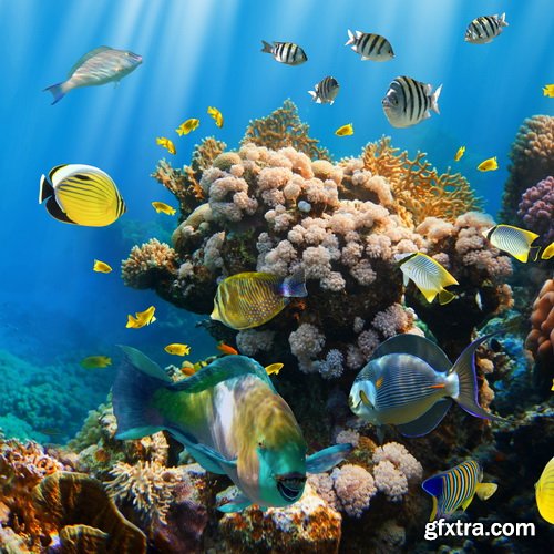 Amazing SS - Ocean underwater coral reef, 25xJPG