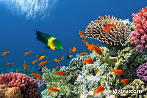 Amazing SS - Ocean underwater coral reef, 25xJPG