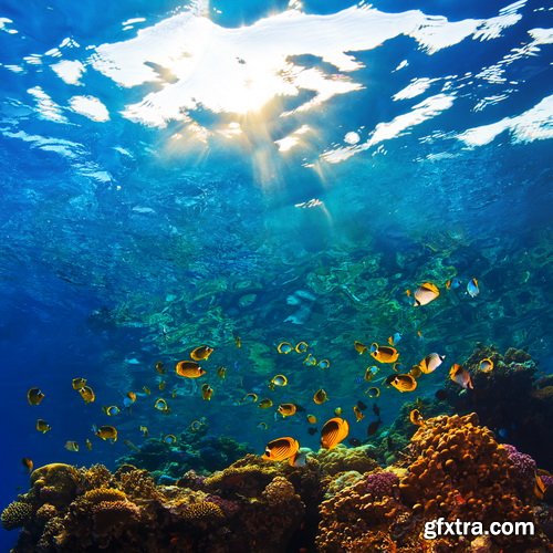 Amazing SS - Ocean underwater coral reef, 25xJPG