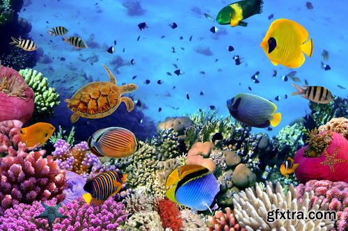 Amazing SS - Ocean underwater coral reef, 25xJPG