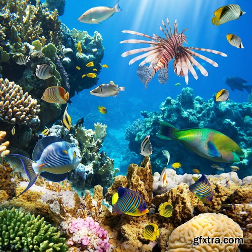 Amazing SS - Ocean underwater coral reef, 25xJPG