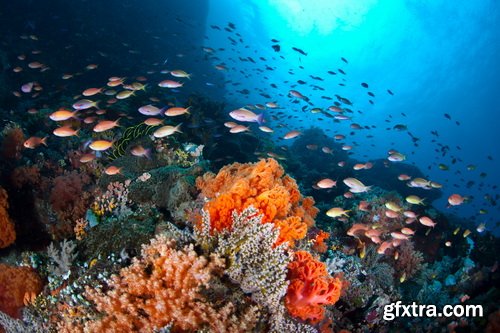 Amazing SS - Ocean underwater coral reef, 25xJPG