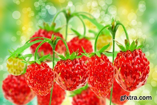 Stock Photos - Strawberry 2, 25xJPG