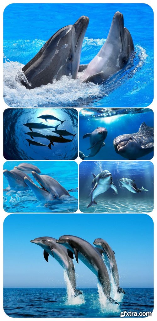 Wallpaper pack - Dolphins