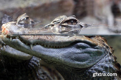 Stock Photos - Crocodiles, 25xJPG