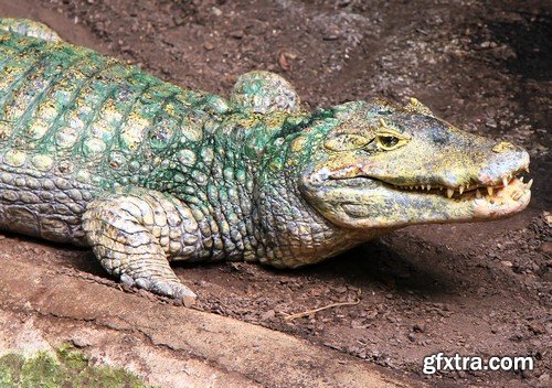 Stock Photos - Crocodiles, 25xJPG