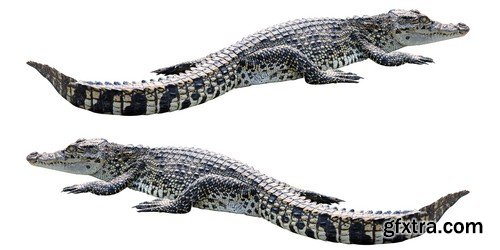 Stock Photos - Crocodiles, 25xJPG