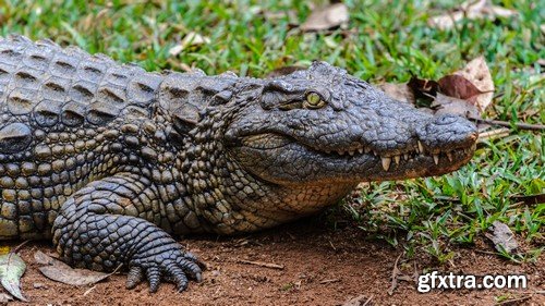 Stock Photos - Crocodiles, 25xJPG