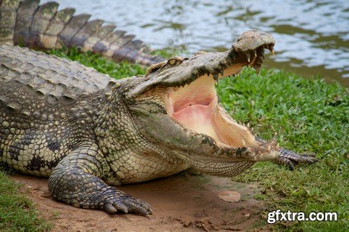 Stock Photos - Crocodiles, 25xJPG