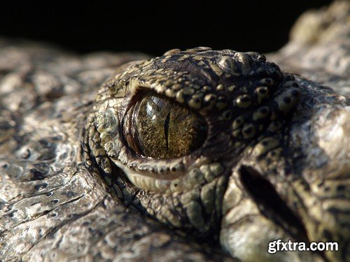 Stock Photos - Crocodiles, 25xJPG