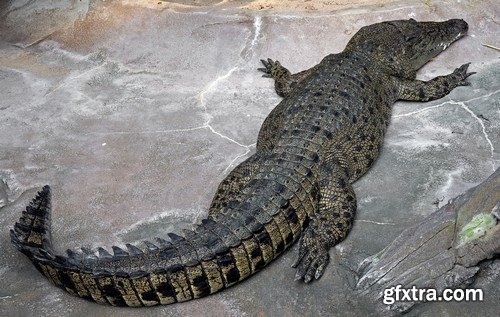 Stock Photos - Crocodiles, 25xJPG