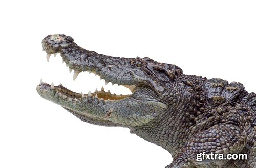 Stock Photos - Crocodiles, 25xJPG