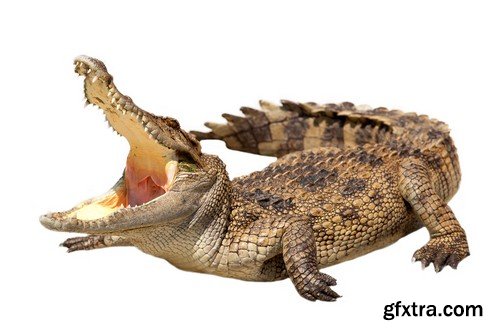 Stock Photos - Crocodiles, 25xJPG