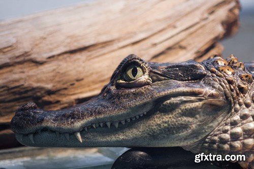 Stock Photos - Crocodiles, 25xJPG