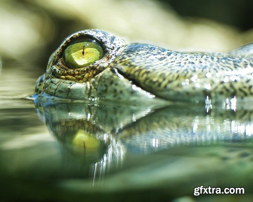 Stock Photos - Crocodiles, 25xJPG