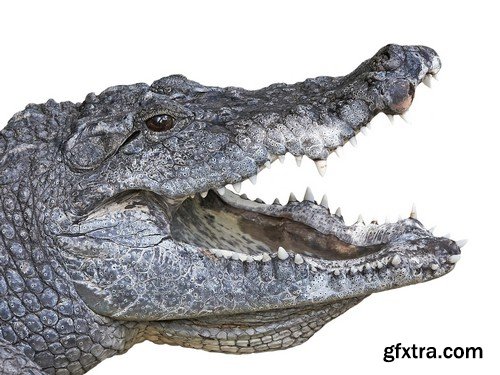 Stock Photos - Crocodiles, 25xJPG