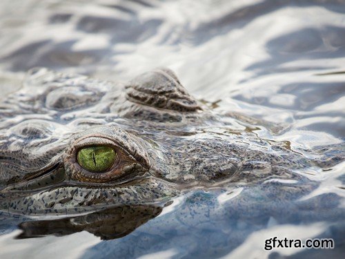 Stock Photos - Crocodiles, 25xJPG