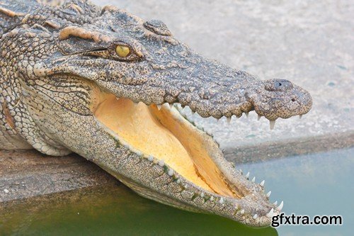 Stock Photos - Crocodiles, 25xJPG