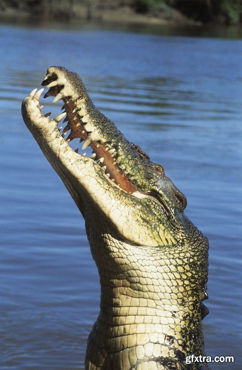 Stock Photos - Crocodiles, 25xJPG