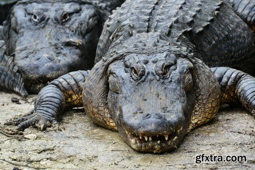 Stock Photos - Crocodiles, 25xJPG