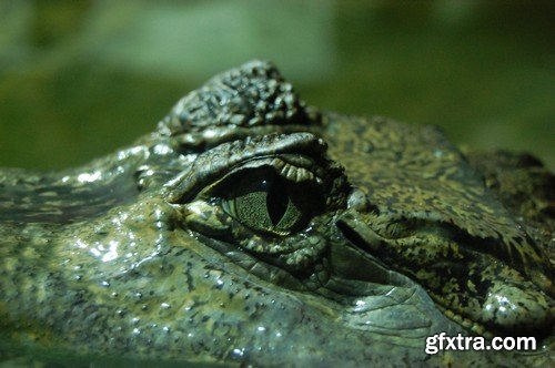 Stock Photos - Crocodiles, 25xJPG