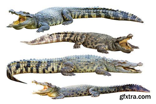 Stock Photos - Crocodiles, 25xJPG