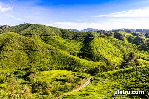 Stock Photos - Tea plantation, 25xJPG