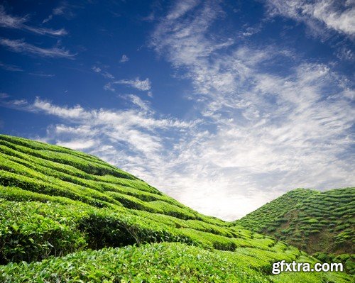 Stock Photos - Tea plantation, 25xJPG