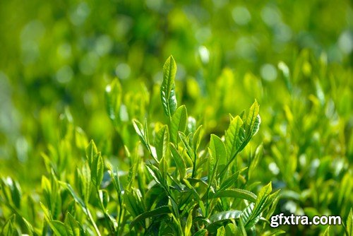 Stock Photos - Tea plantation, 25xJPG