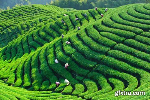 Stock Photos - Tea plantation, 25xJPG