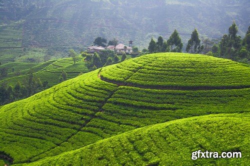 Stock Photos - Tea plantation, 25xJPG