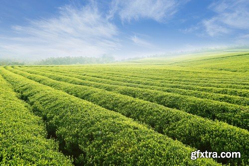 Stock Photos - Tea plantation, 25xJPG