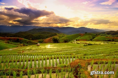 Stock Photos - Tea plantation, 25xJPG