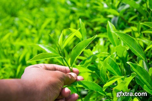 Stock Photos - Tea plantation, 25xJPG