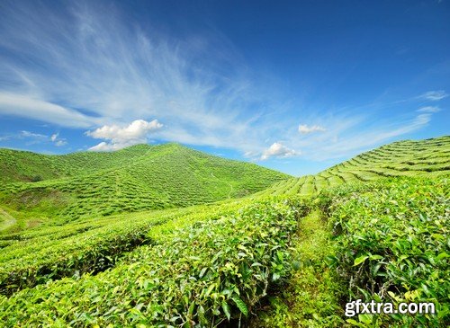 Stock Photos - Tea plantation, 25xJPG